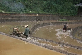 Le Vietnam soutient le développement socioéconomique des régions peuplées de minorités ethniques