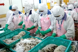 Les crevettes vietnamiennes bien appréciées au Japon, en Chine et aux Etats-Unis 