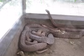 Le Vietnam renforce la lutte contre le trafic d'espèces sauvages