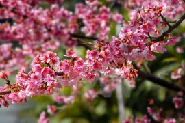 Les cerisiers Higan Sakura du Japon sont en fleurs à Dien Bien