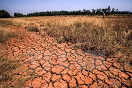 Des chercheurs américains discutent de la sécheresse dans le Delta du Mékong