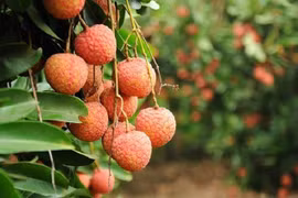 Des mesures pour faciliter l’exportation des litchis via Lang Son