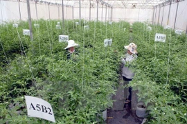 Le Vietnam appelle à l'investissement ​japonais dans le secteur agricole
