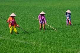 Agriculture: comment le Vietnam s’adapte-t-il au changement climatique?