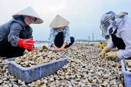 L’élevage des mollusques bivalves gagne du terrain au Vietnam