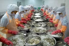 Hausse des exportations de crevettes aux Etats-Unis