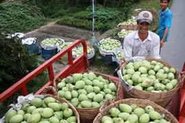 Les Sud-Coréens friands de fruits du Vietnam