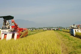  La nouvelle ruralité s’apparenterait à un tour de magie à Hoa Vang
