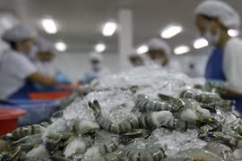 Hausse de 2,3% des exportations de crevettes au 2e trimestre