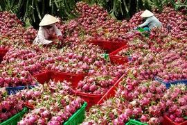 L’Australie pourrait importer des fruits du dragon vietnamiens