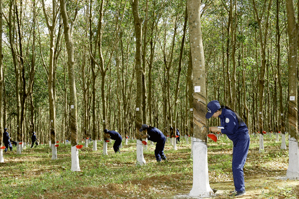 L'appellation "Caoutchouc du Vietnam" voit le jour