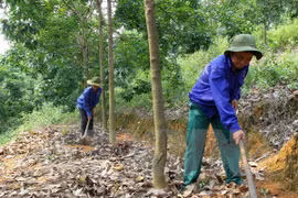 Le Vietnam continue de développer des projets de caoutchouc au Cambodge
