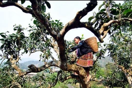 Yên Bai: 400 théiers séculaires Shan reconnus "Arbre patrimonial du Vietnam"