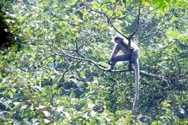 Un groupe de langurs gris d’Indochine découvert à Thanh Hoa