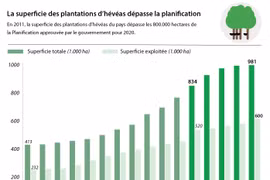La superficie des plantations d’hévéas dépasse la planification 