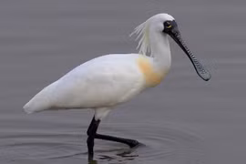 Découverte d'une spatule à face noire à Dong Nai