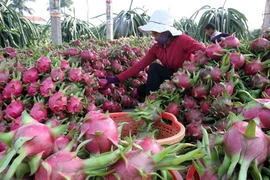 Les exportations vietnamiennes de fruits et légumes poursuivent sur leur lancée