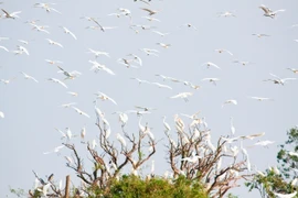 Venir sur l'île des hérons à Hai Duong