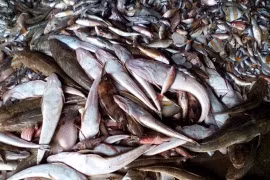 Le PM ordonne une enquête sur la cause de l’hécatombe de poissons