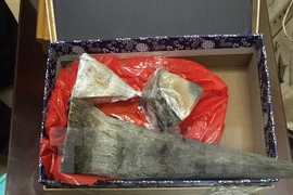 Les douanes saisissent plus de 50 kilos suspectés d'être des cornes de rhinocéros à Hanoï