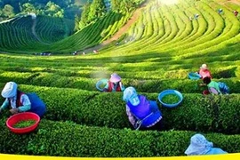 Le Festival du thé de Dai Tu déploie ses essences et saveurs 