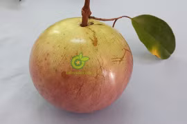 Le caïmitier vietnamien autorisé à être importé aux Etats-Unis