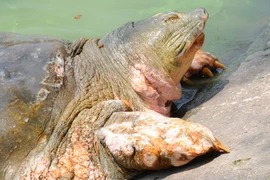 La légendaire tortue géante de Hoàn Kiêm s’en est allée