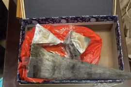 Les douanes saisissent plus de 50 kilos suspectés d'être des cornes de rhinocéros à Hanoï