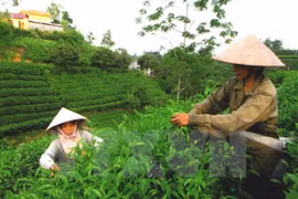 Les points forts de Thai Nguyen présentés aux entreprises américaines 