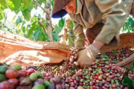 1er trimestre : bond des exportations nationales de riz et de café