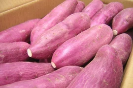 Singapour : les patates douces cultivées au Vietnam sont sûres 