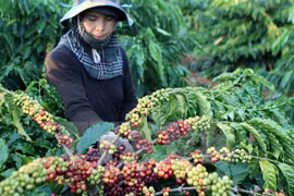 Les exportations de café atteindront 1,5 million de tonnes en 2016