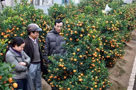 ​ Kumquat bonsaï, la nouvelle mode du Têt