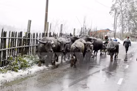 Le gouvernement dirige la prévention et la lutte contre le froid
