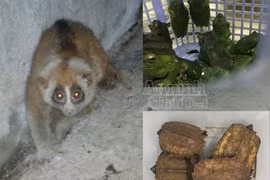 Sauvegarde de 40 animaux sauvages rares