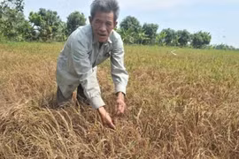 Sécheresse : les Etats-Unis accordent une aide supplémentaire de 500.000 dollars au Vietnam