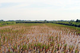 Réunion sur l'adaptation au changement climatique à Soc Trang