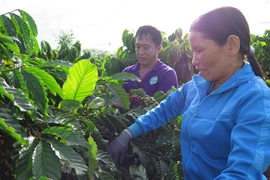 Nouvelle ruralité : quand caféiculture rime avec développement durable