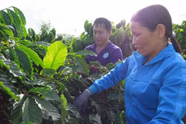 Nouvelle ruralité : quand caféiculture rime avec développement durable