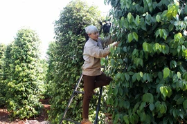 Le Vietnam table sur 148.000 tonnes d’exportation de poivre cette année