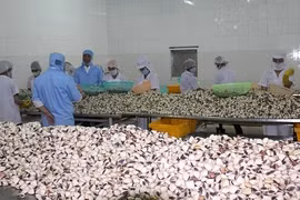 Les Américains friands de bivalves vietnamiens 