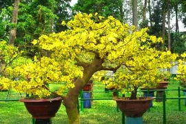 Quand les abricotiers fleurissent dans la mégapole du Sud 