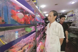 L'aquariophilie, une passion des Hanoïens