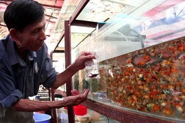 La fièvre des poissons d’aquarium gagne le Vietnam