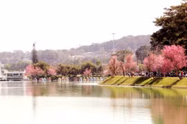 Da Lat : organisation pour la première fois la fête des cerises d'abricot