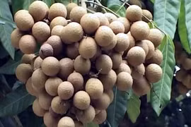 Le longane Edor de Dông Thap accède au marché sud-coréen