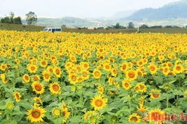 Nghê An organisera le Festival du tournesol