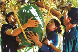 Des fruits et tubercules géants