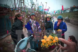 Les fleurs de pêchers du Nouvel An vietnamien 