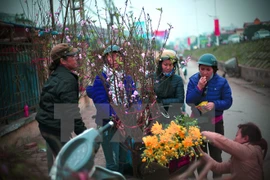 Les fleurs de pêchers du Nouvel An vietnamien